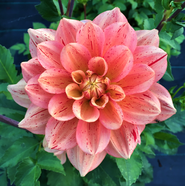 Dahlia Nonette